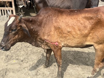 Help Thousands Of Gaumatas Suffering With Lumpy Virus Disease